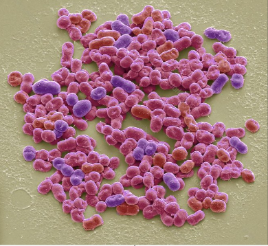 NITROGEN FIXING BACTERIA